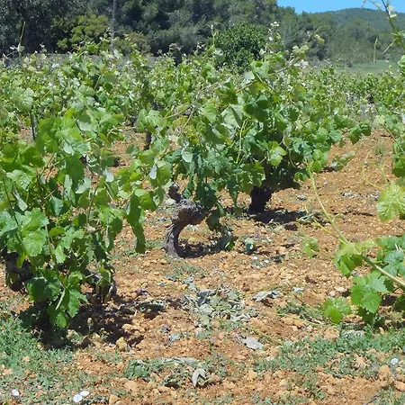 Sa Vinya D'en Palerm Farm stay *