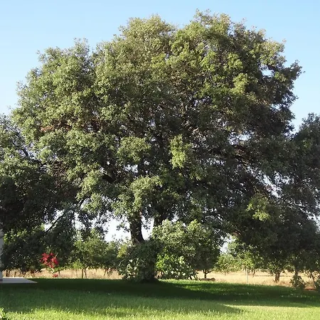 Farm stay Sa Vinya D'en Palerm *