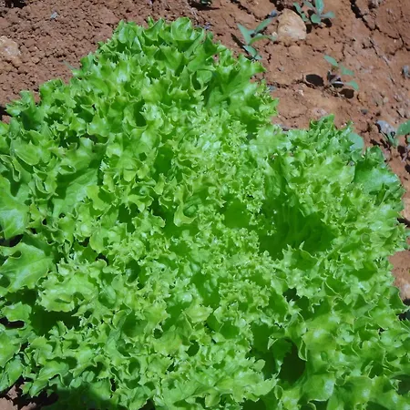 Farm stay Sa Vinya D'en Palerm *